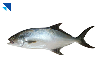 Akya