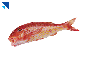 Barbun