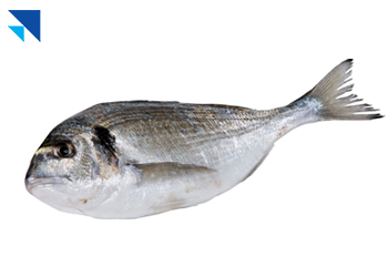 Çipura