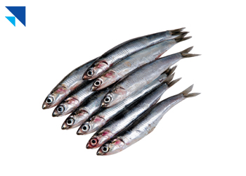 Hamsi