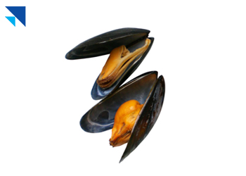 Midye