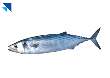 Palamut