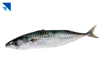 Uskumru